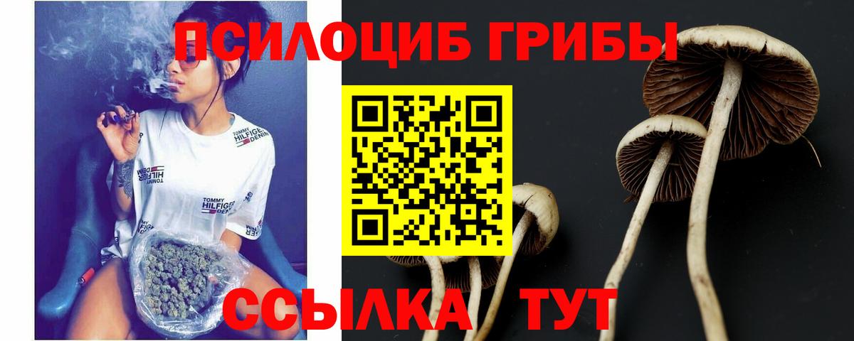 Галлюциногенные грибы Psilocybine cubensis Красный Сулин